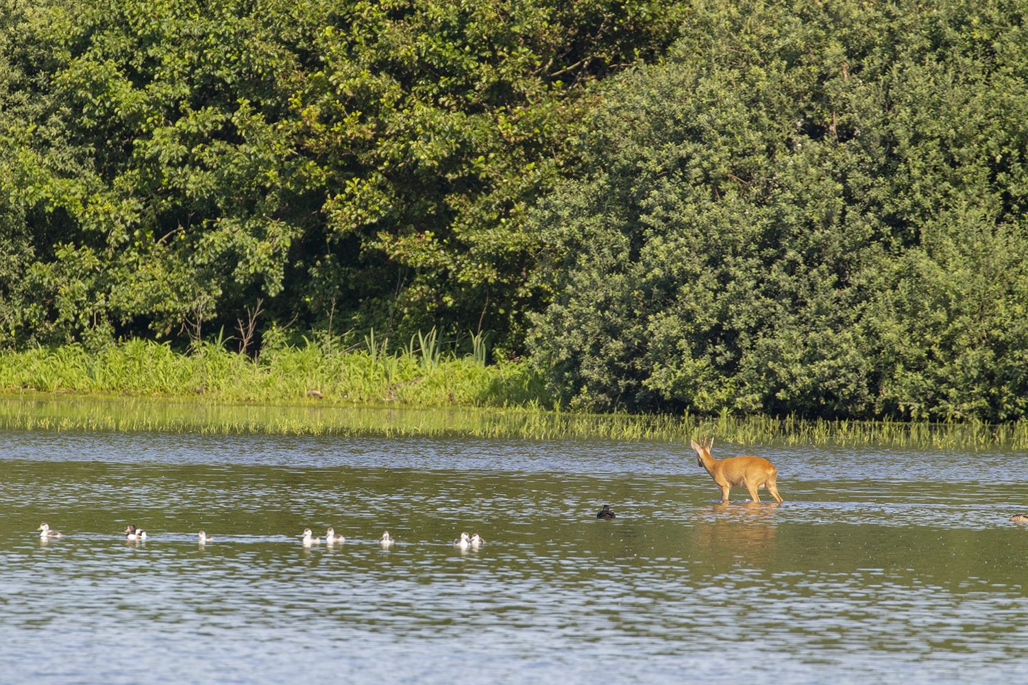 Voornes Duin