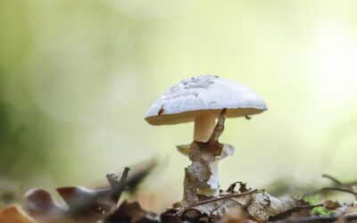 10 tips voor herfstwandelingen