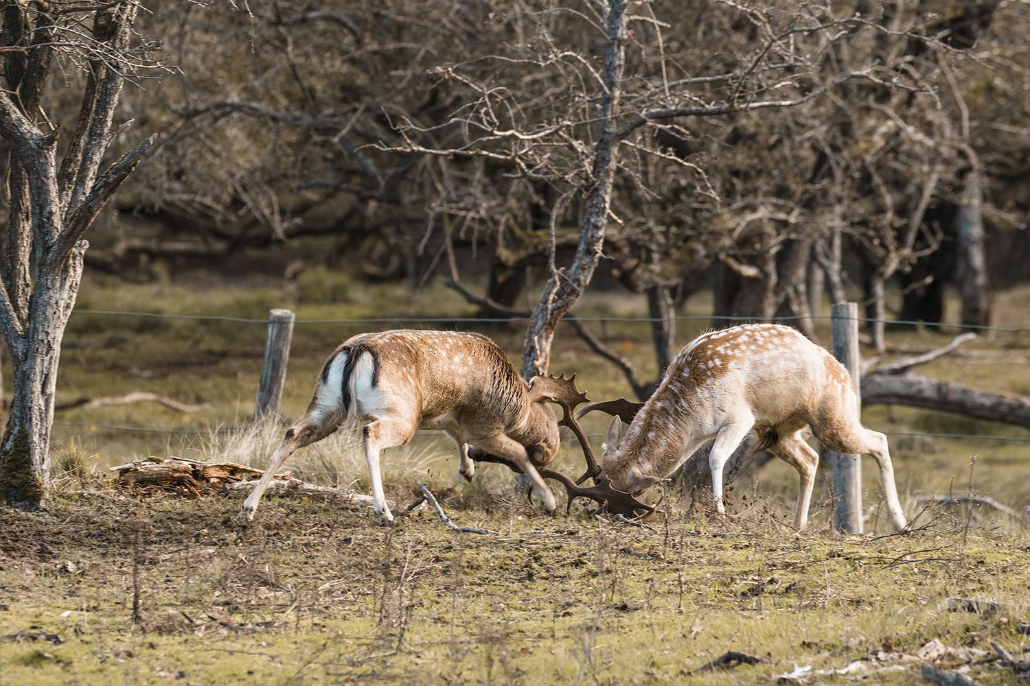 In het wild In het wild