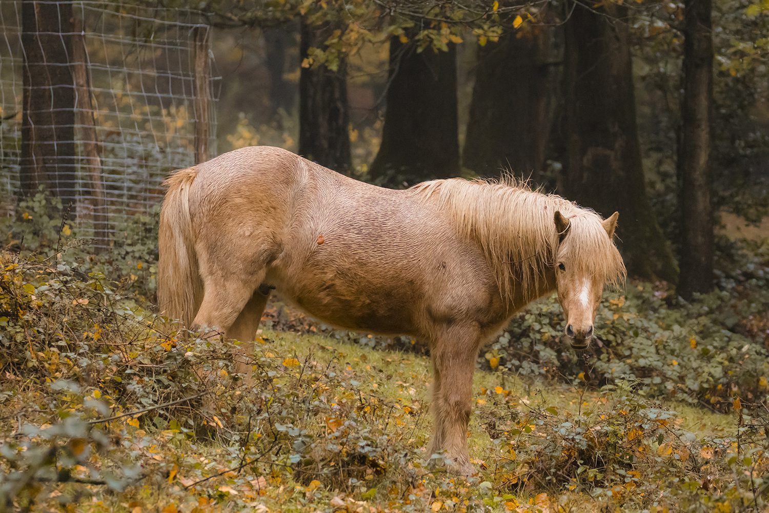 Herfst veluwezoom Herfst veluwezoom