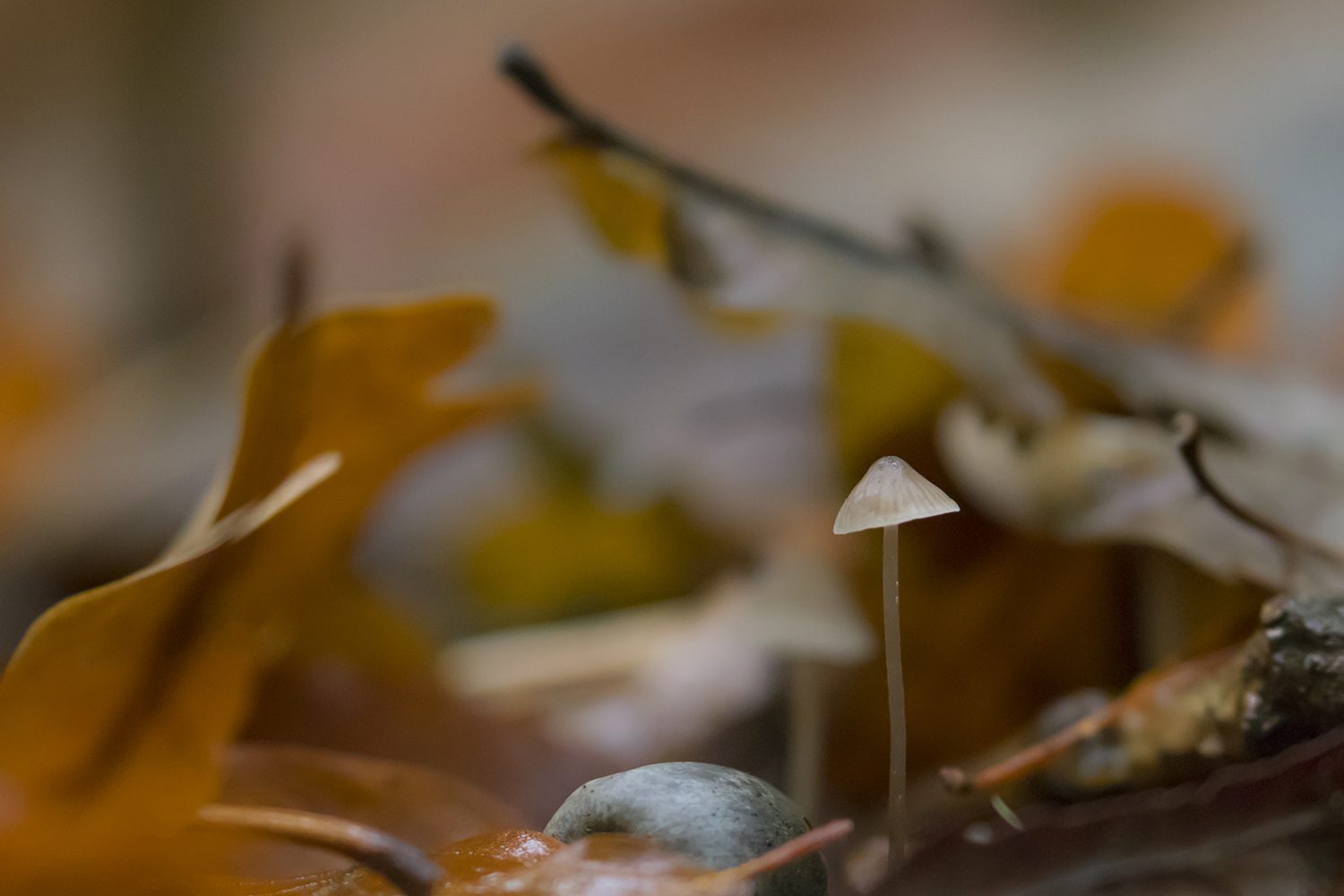 Herfst veluwezoom Herfst veluwezoom