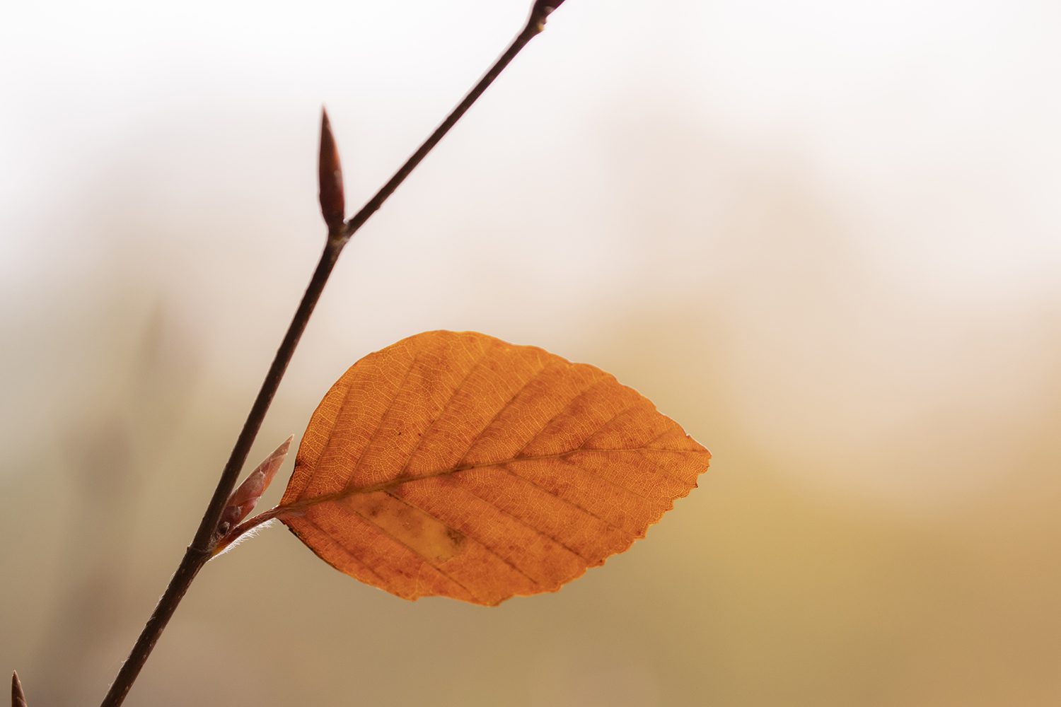 Herfst veluwezoom Herfst veluwezoom