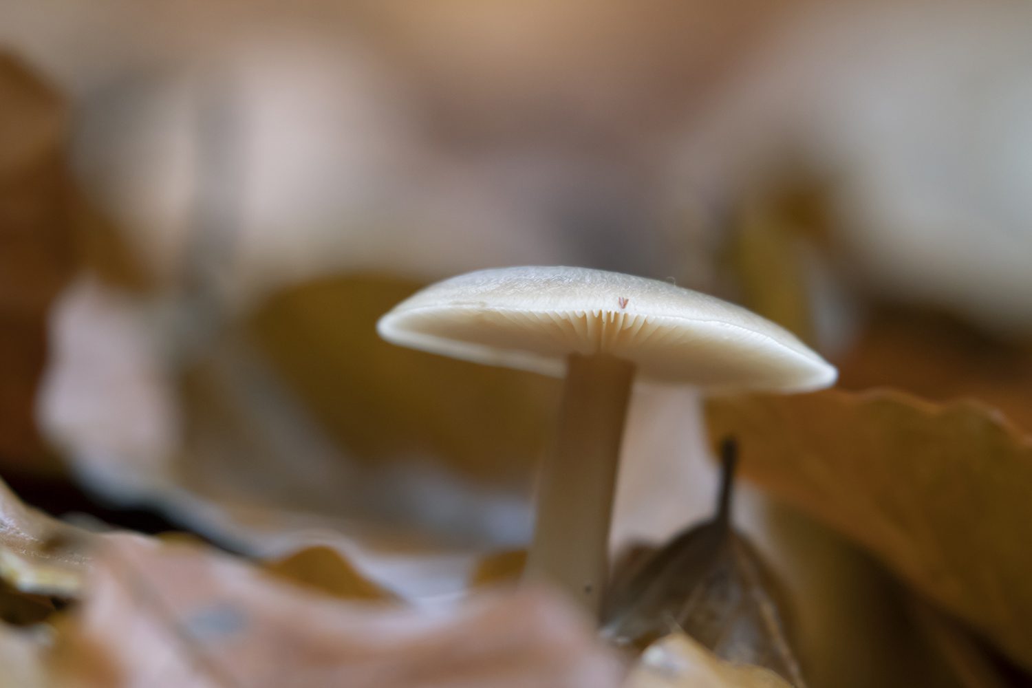Herfst veluwezoom Herfst veluwezoom