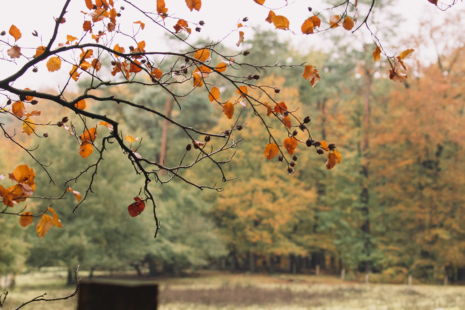 Herfst veluwezoom Herfst veluwezoom
