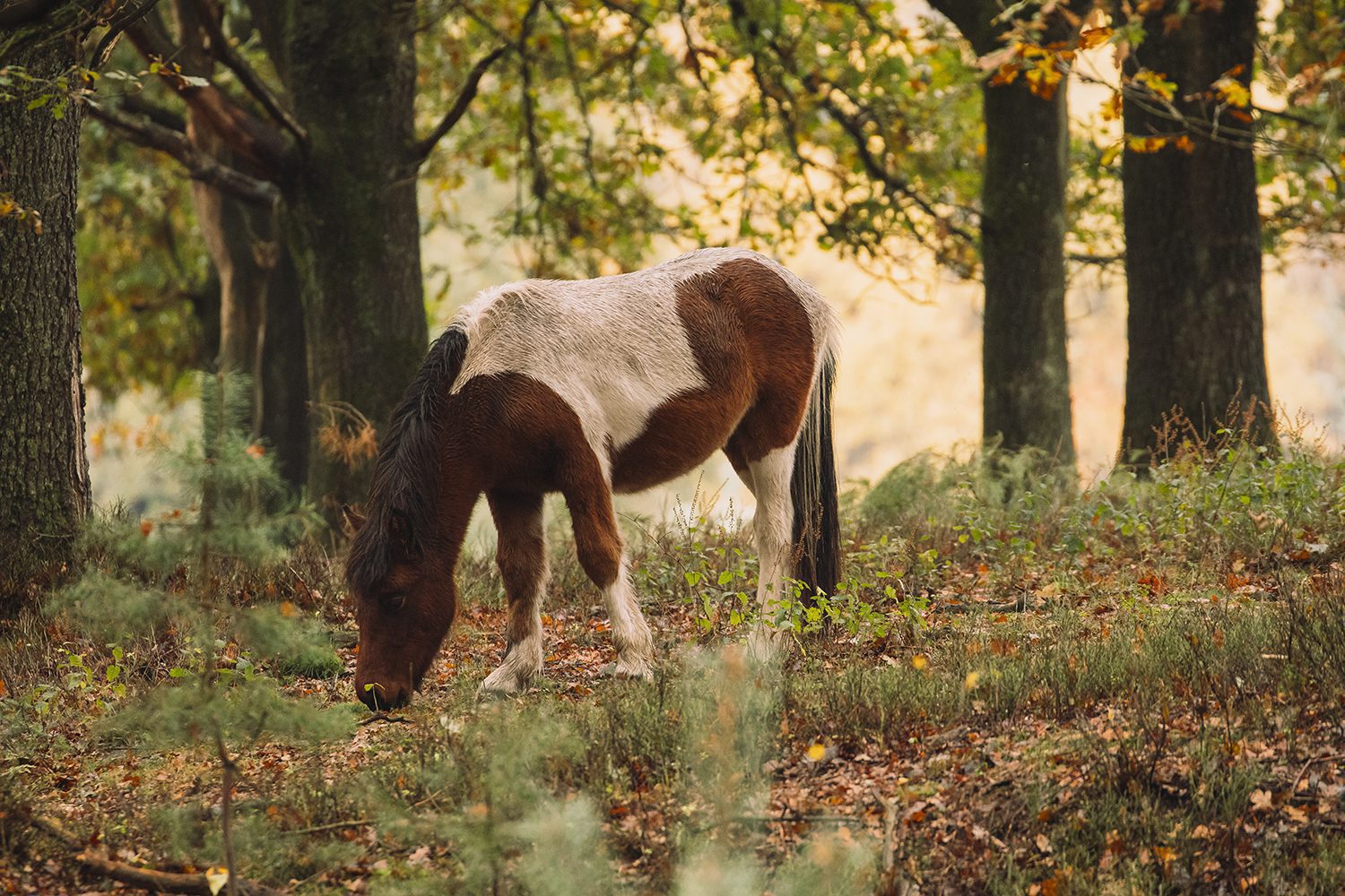 Herfst veluwezoom Herfst veluwezoom