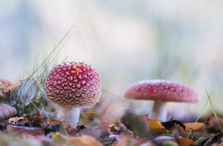 https://www.wandeldingen.nl/magie-en-stilte-op-stiltegoed/ https://www.wandeldingen.nl/magie-en-stilte-op-stiltegoed/