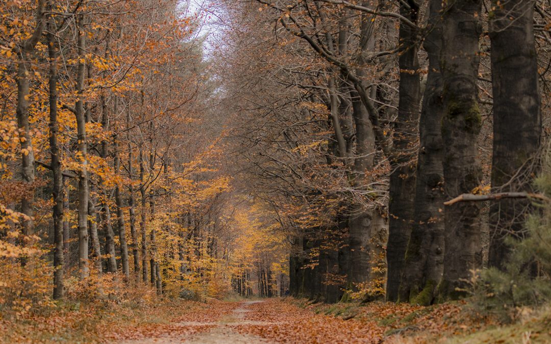 Amerongen