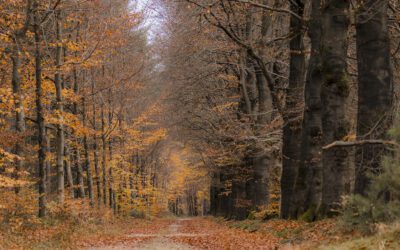 Kasteel Amerongen en de Amerongse Bossen