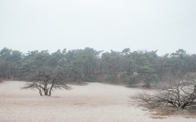 De Loonse & Drunense Duinen via knooppunten