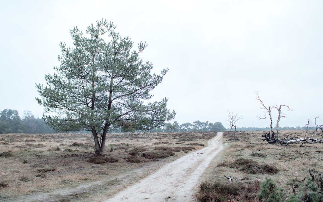 Het Deelerwoud