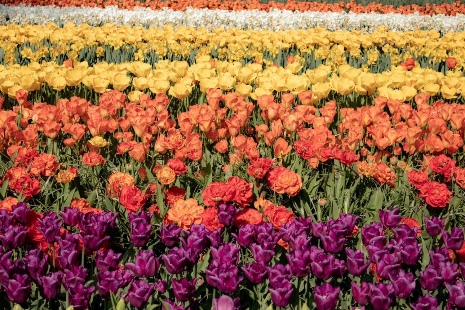 wandelen fotograferen bloemen wandelen fotograferen bloemen