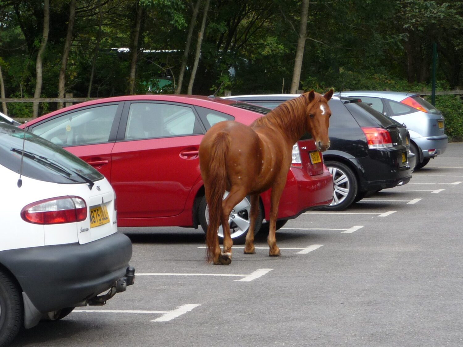 In het wild In het wild