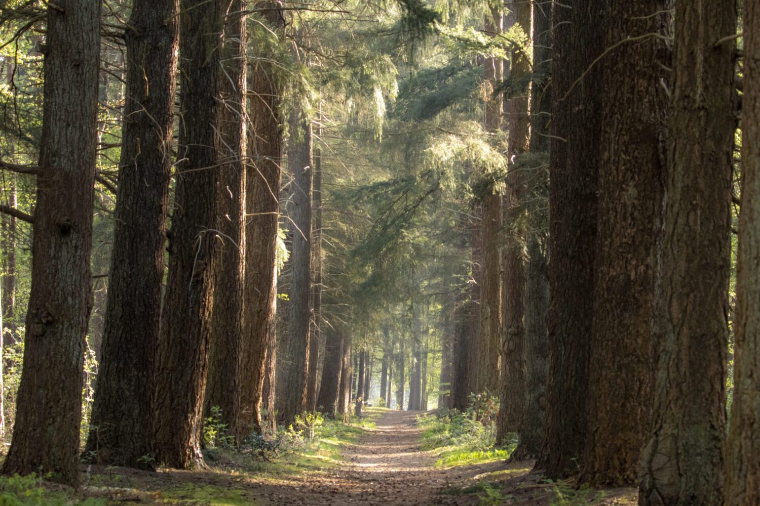 Wandeling op heidestein Wandeling op heidestein