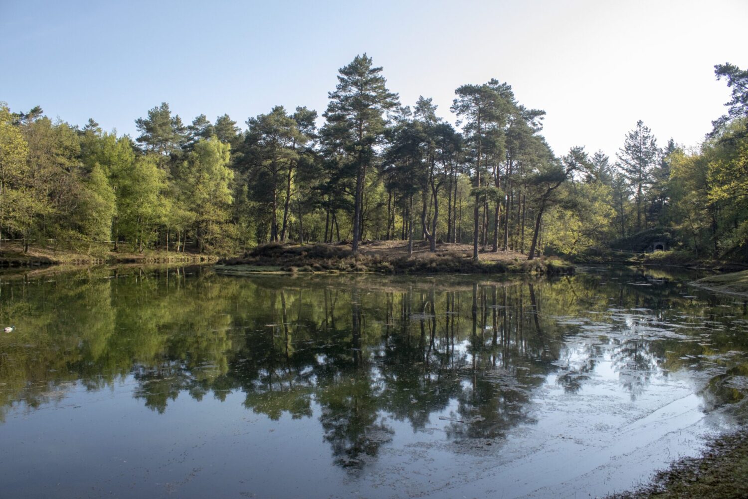 Wandeling op heidestein