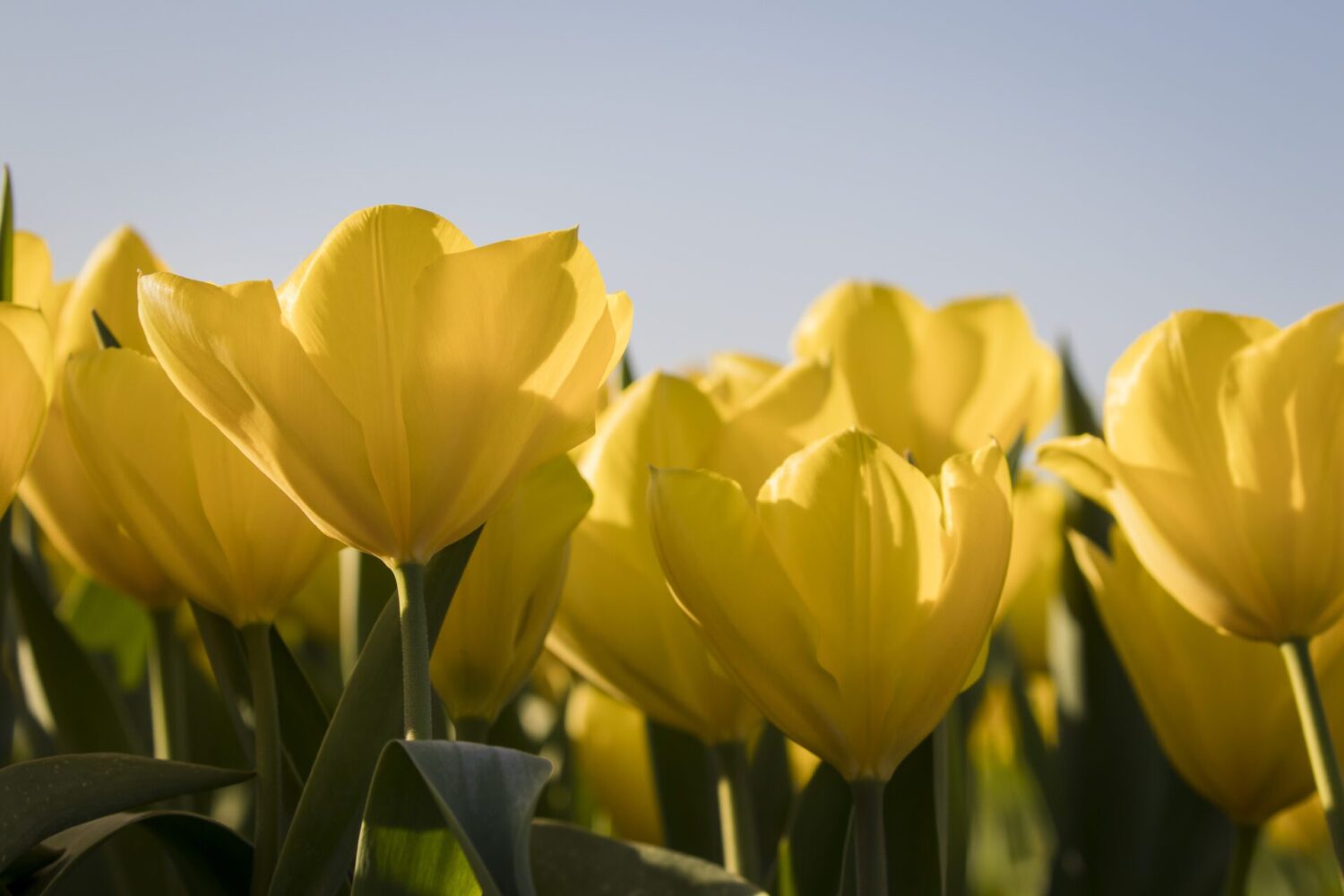 wandelen langs de tulpenvelden wandelen langs de tulpenvelden