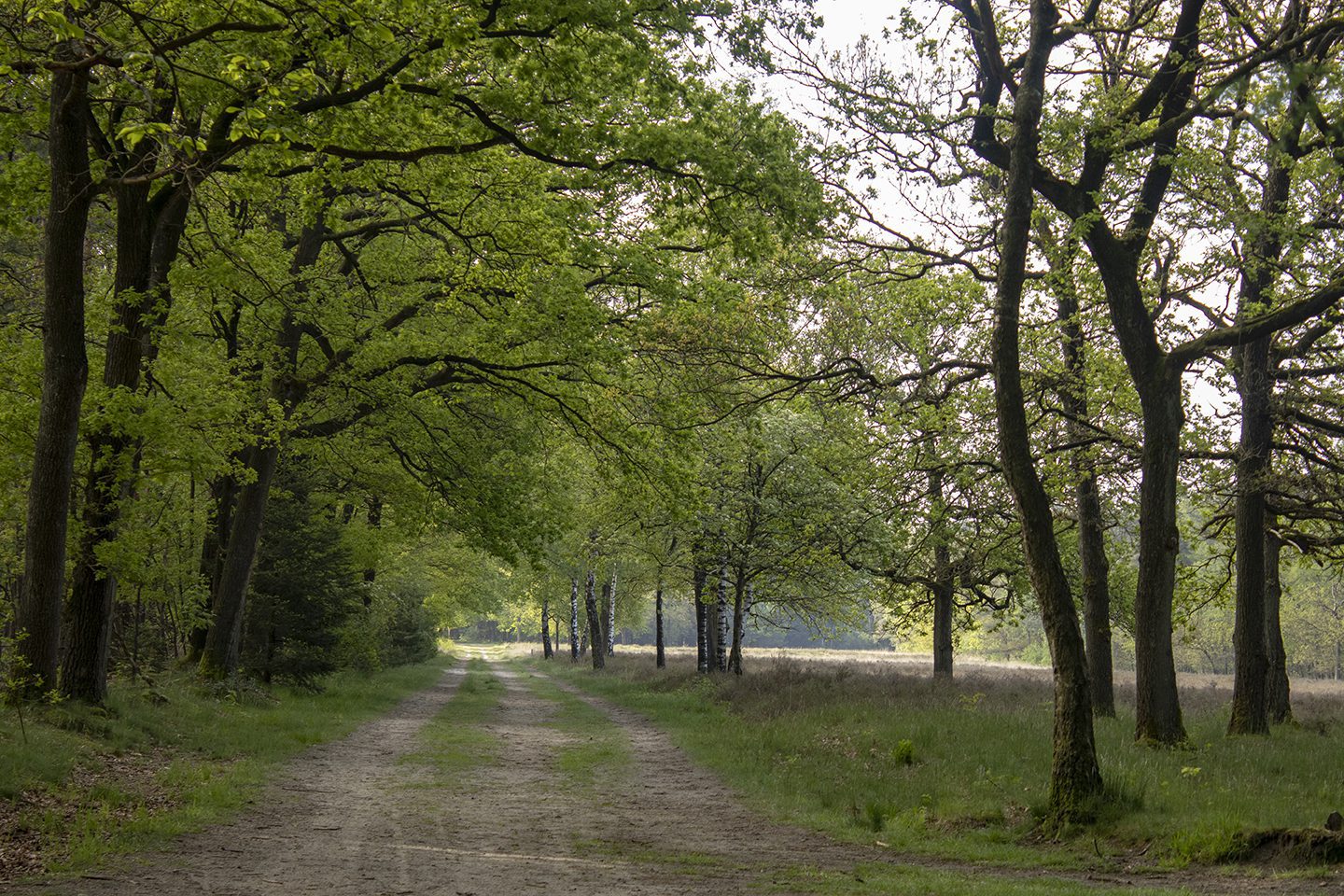 wandelroute hunebedden wandelroute hunebedden