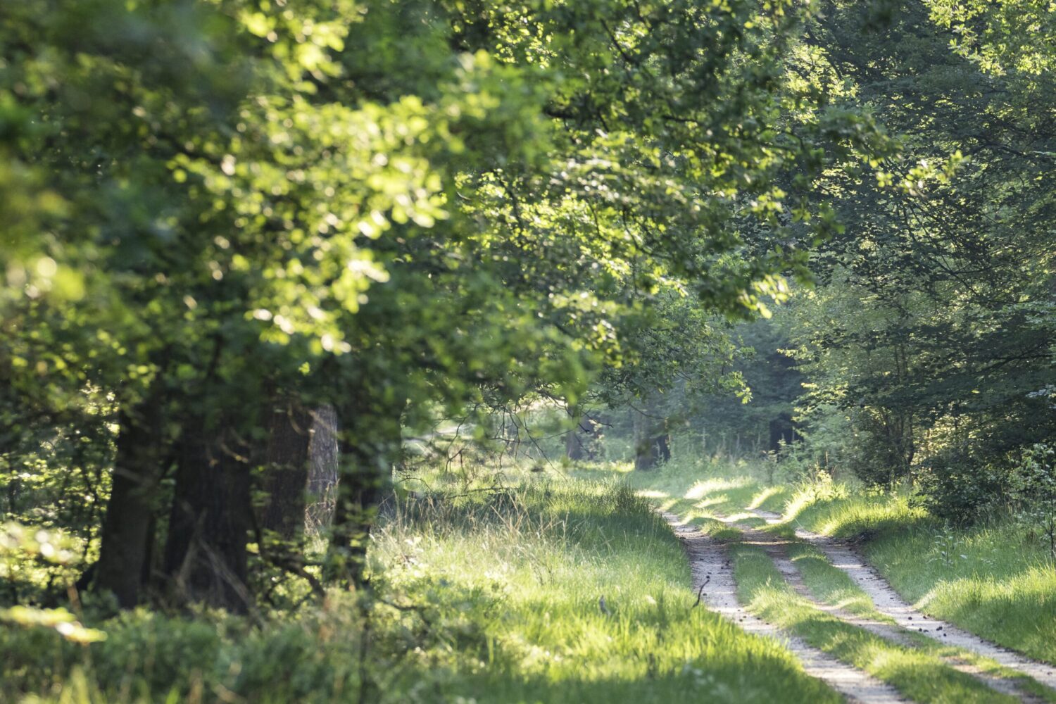 De Veluwe