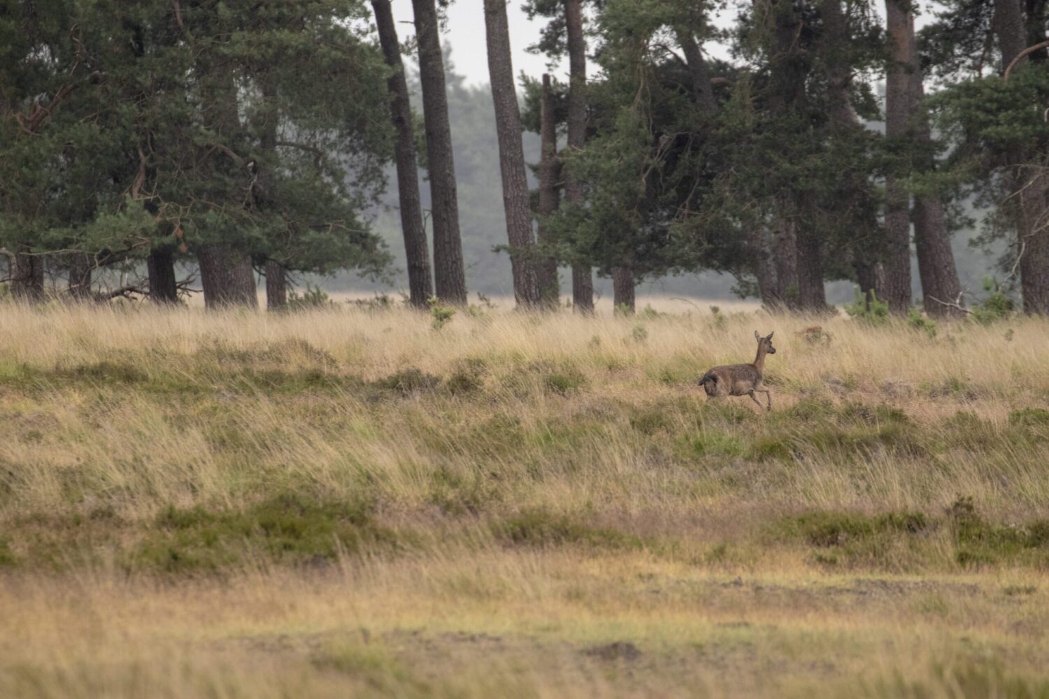 mooiste wandelroutes veluwe