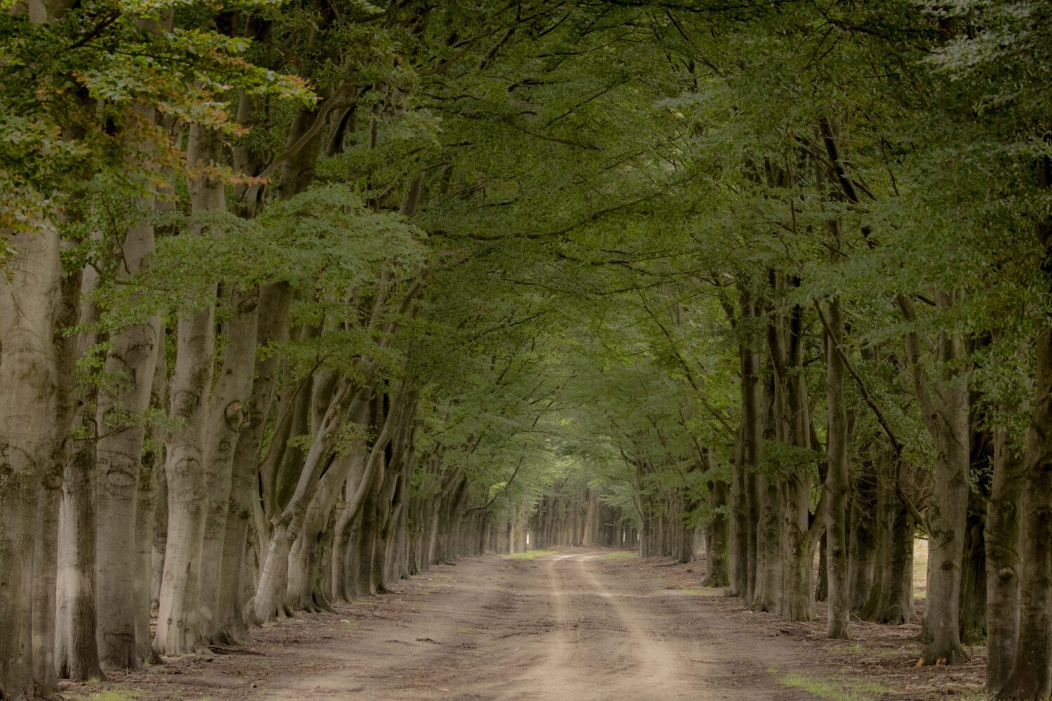 mooiste wandelroutes veluwe