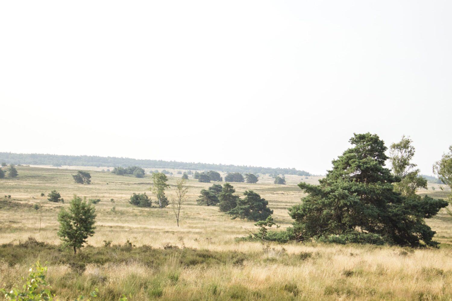 mooiste wandelroutes veluwe