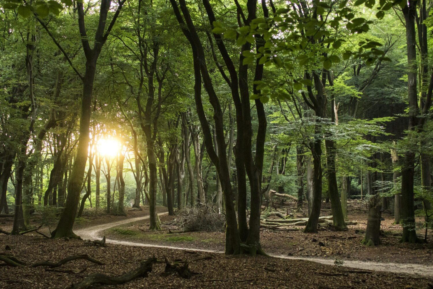 mooiste wandelroutes veluwe