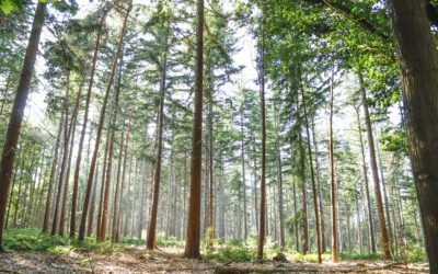 De Eelerberg; Het noorden van de Sallandse Heuvelrug