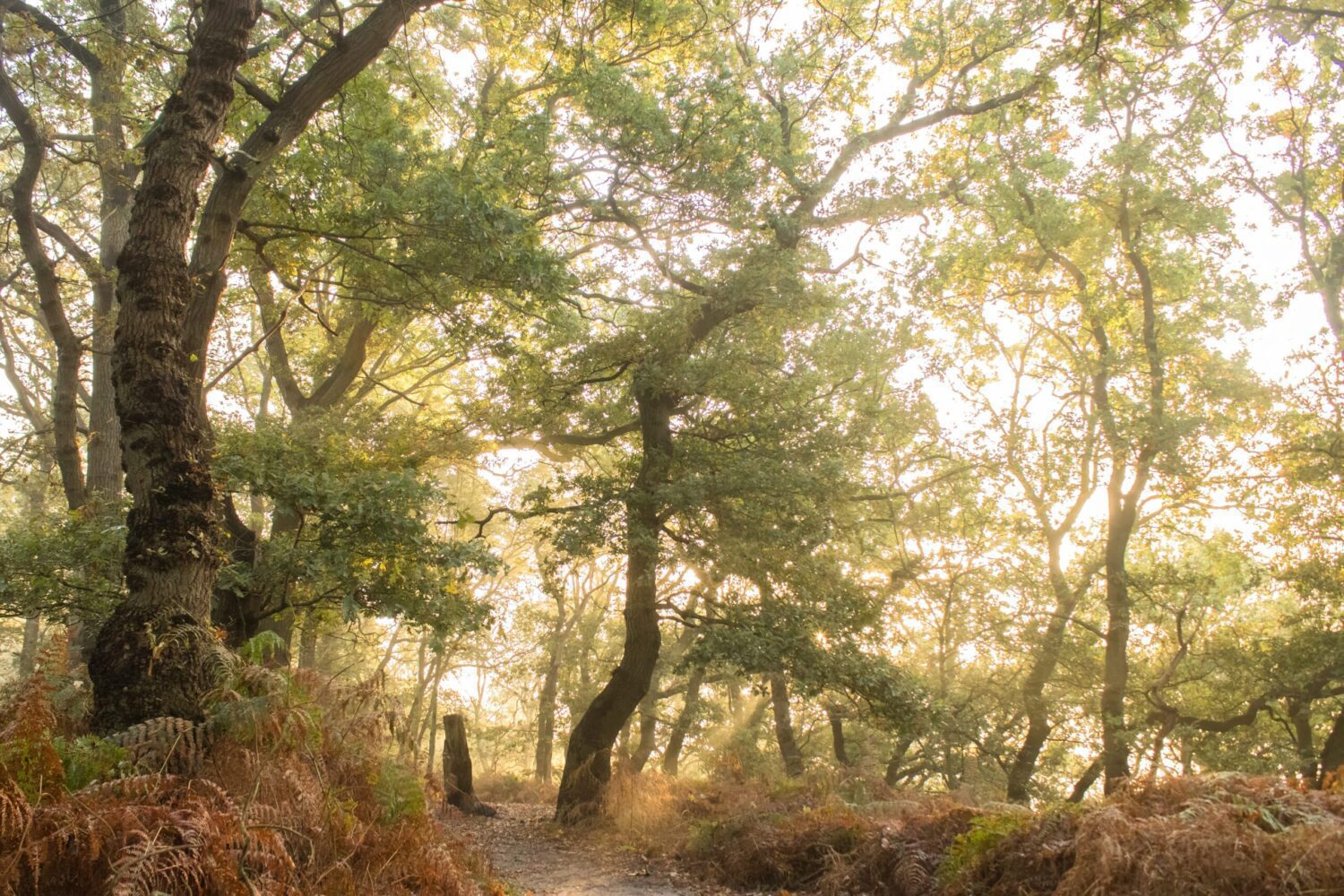 wandelen grebbeberg