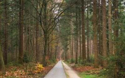 Landgoed Schovenhorst en de bostoren