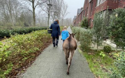 Wandelen met ezeltjes