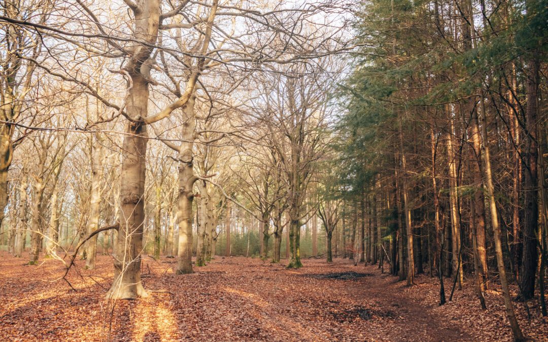 Boswachterij de Vuursche