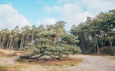 Wandelen over Bornia; bos, mos en hei