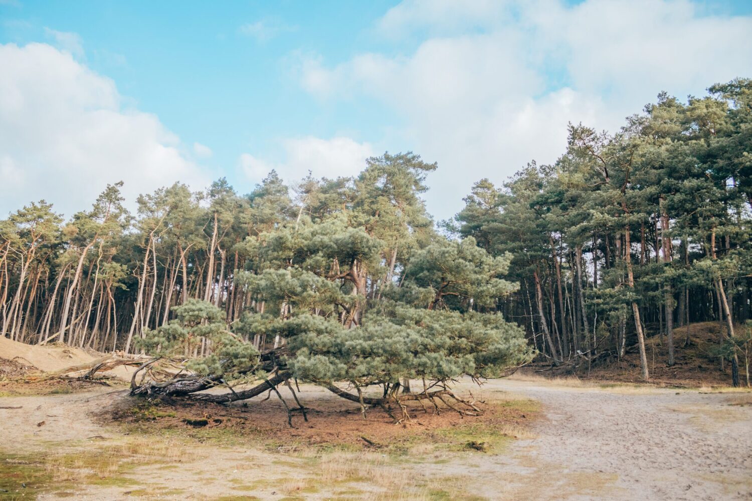wandelen bornia