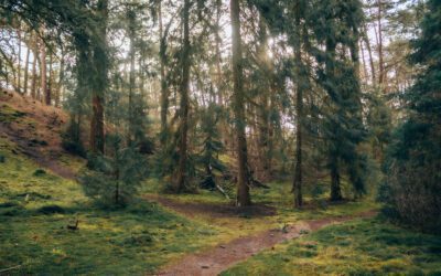 3x wandelen bij Driebergen