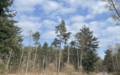 Wandelen over de Hellendoornse Berg