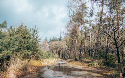 Wandelroute Holterberg, langs het uitzichtpunt