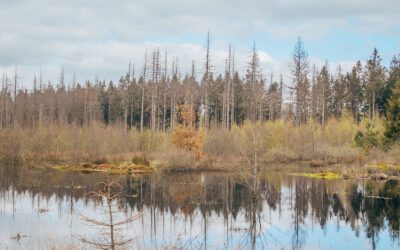 Wandelroute westerbork, om en door het kamp