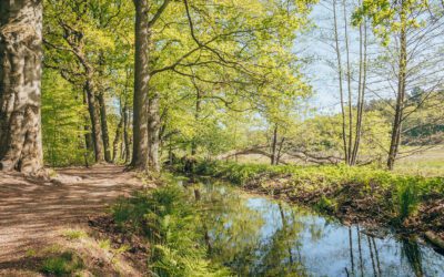 100x Wandelen op de Veluwe: tips voor gebieden en routes