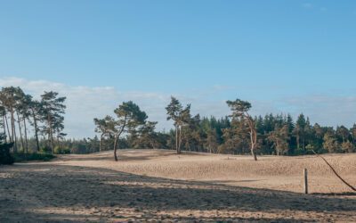 Wandelen door de Sahara en boswachterij Ommen