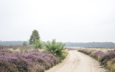 10 mooiste heidewandelingen