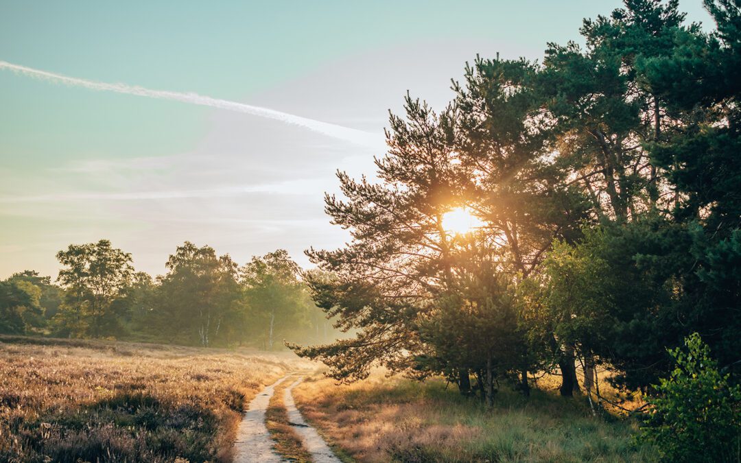 Wandeling Wolfheze