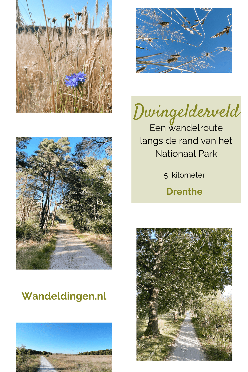Wandelroute Dwingelderveld