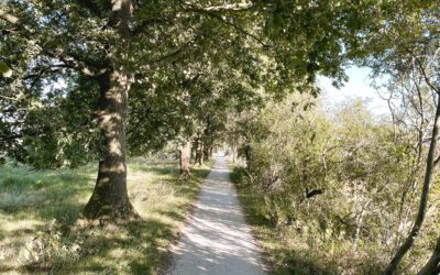 Wandelroute Nationaal Park Dwingelderveld