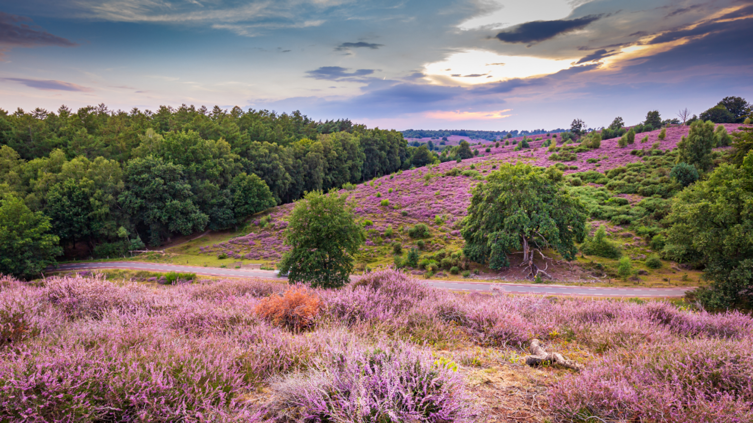 de veluwe