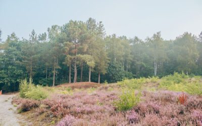Abdijbossen Ossendrecht, de Kikker route