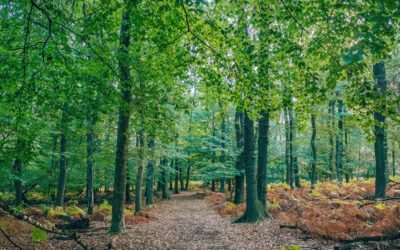 Boswandelingen, de 15 mooiste bossen in Nederland