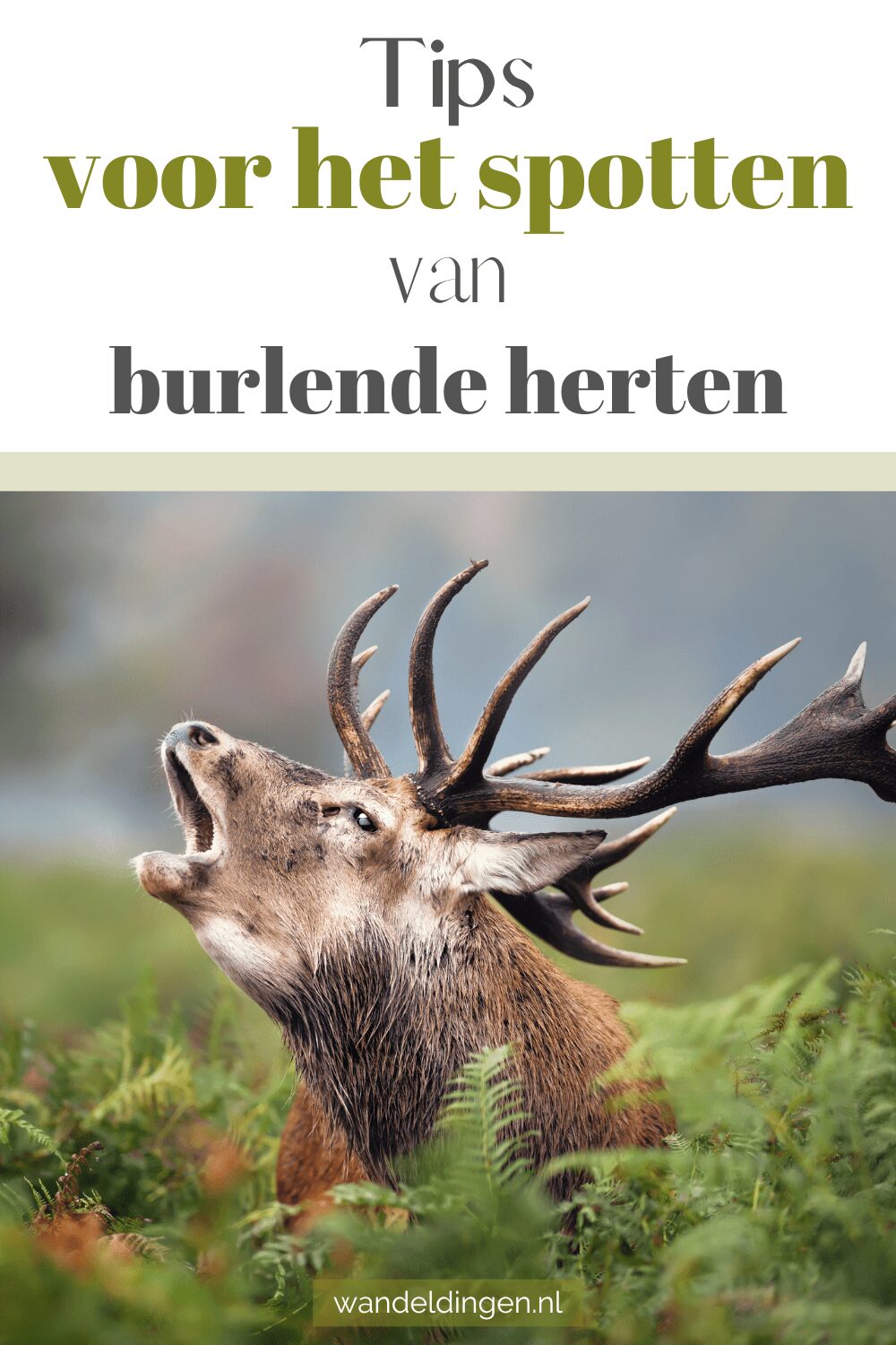 burlende herten