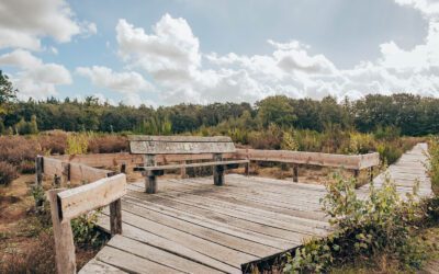 Boswachterspad Mastbos