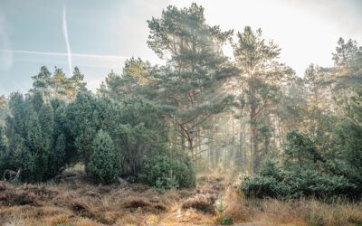 Onweerstaanbare wandelingen in Twente
