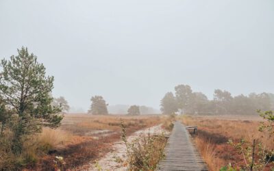 Wandelen over de vlonderpaden bij de Steenhaarplassen