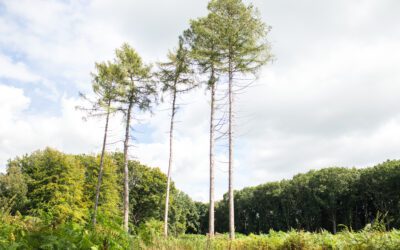 5 sensationele wandelingen bij Haaksbergen